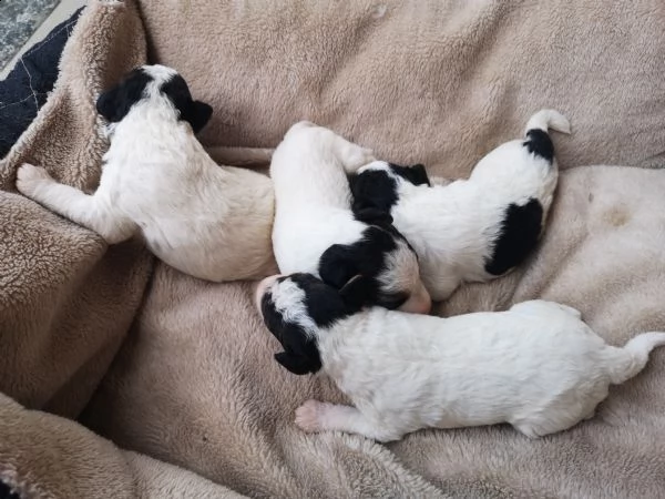 cuccioli fox terrier | Foto 0