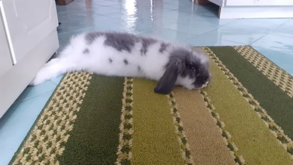 yuki,bellissimo coniglio nano ariete di 1 anno, | Foto 0