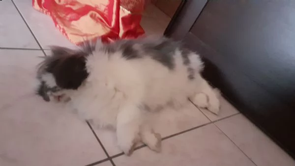 yuki,bellissimo coniglio nano ariete di 1 anno,