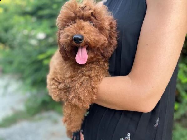barboncini red maschi cuccioli vendo 