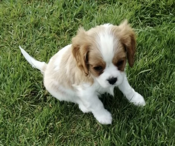 cavalier king con pedigree | Foto 2