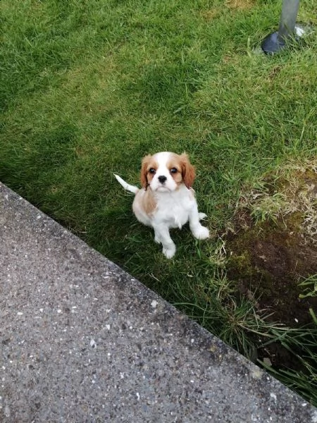 cavalier king con pedigree | Foto 1