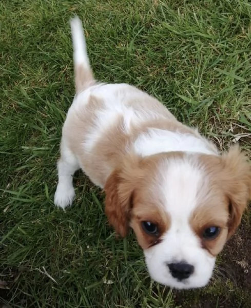 cavalier king con pedigree | Foto 0