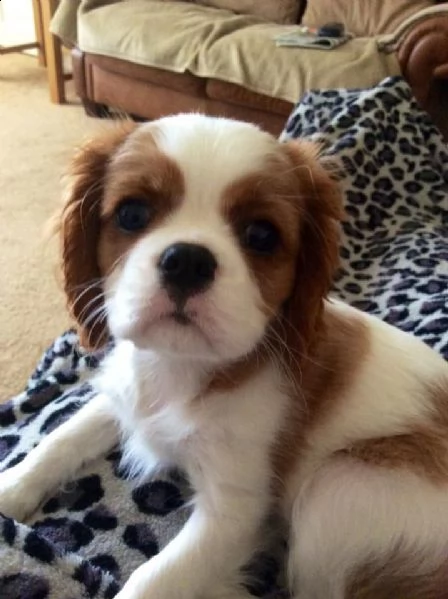cavalier king con pedigree
