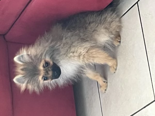 spitz di pomerania nano  | Foto 2