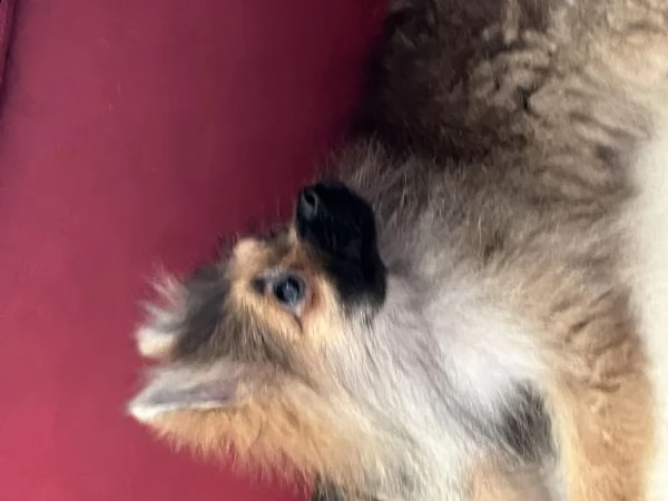 spitz di pomerania nano  | Foto 1