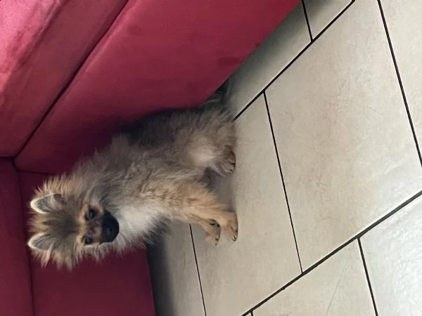 spitz di pomerania nano  | Foto 0