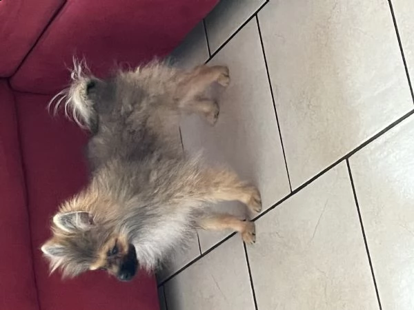 spitz di pomerania nano 