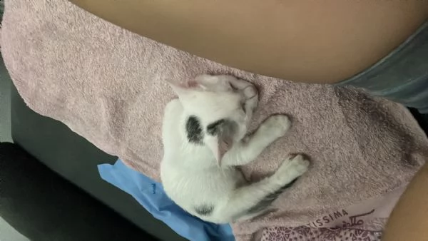 gattina femmina