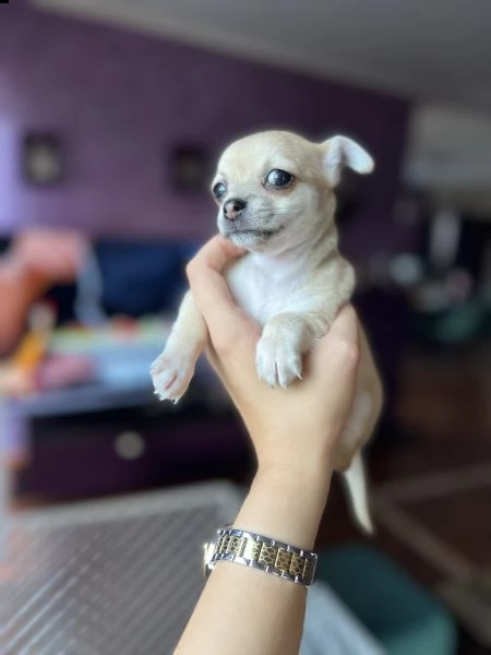  chihuahua in vendita | Foto 2