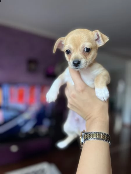  chihuahua in vendita | Foto 1