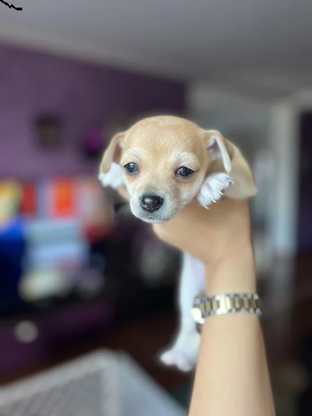  chihuahua in vendita | Foto 0