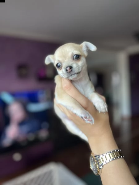  chihuahua in vendita