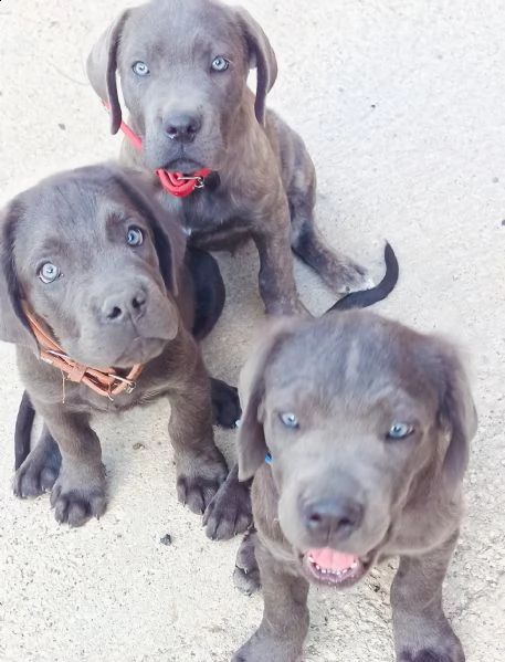 cuccioli cane corso. 