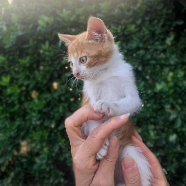 regalo due gattini maschi