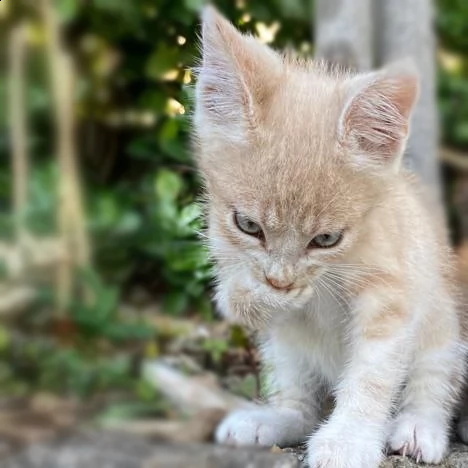 regalo due gattini maschi | Foto 4