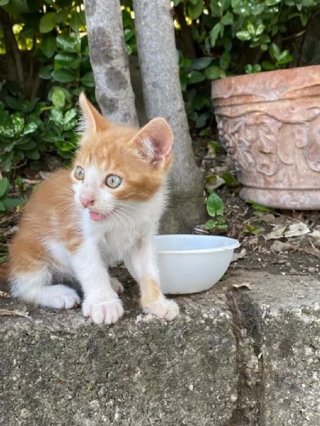 regalo due gattini maschi | Foto 3