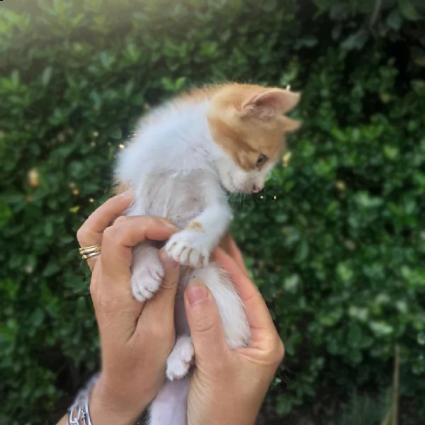 regalo due gattini maschi | Foto 2