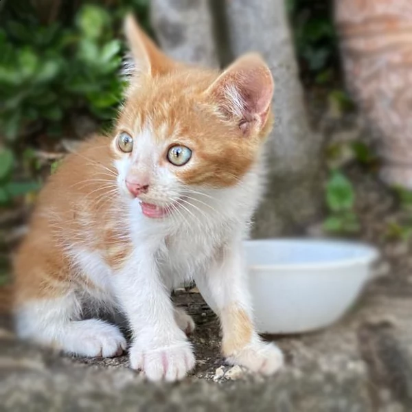 regalo due gattini maschi | Foto 1