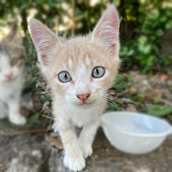 regalo due gattini maschi | Foto 0