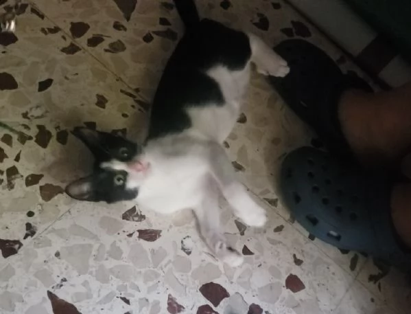  dolcissimo gattino 3 mesi bianco e nero | Foto 3