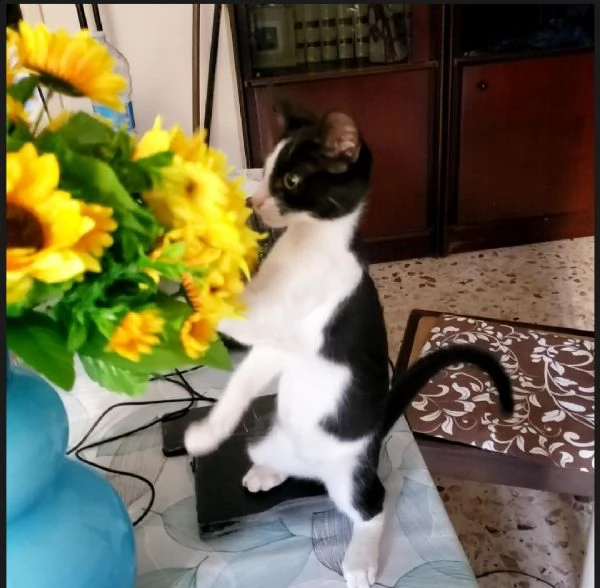  dolcissimo gattino 3 mesi bianco e nero | Foto 1