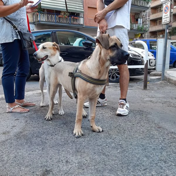 pablo cucciolone taglia grande | Foto 3