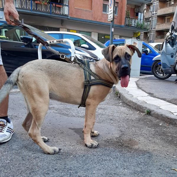 pablo cucciolone taglia grande | Foto 1