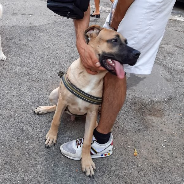 pablo cucciolone taglia grande | Foto 0