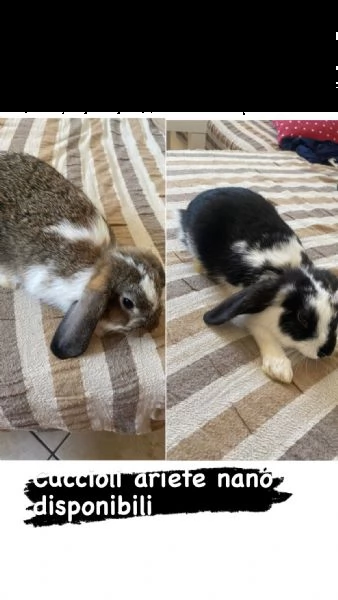 2 cuccioli e il papà di coniglio nano 