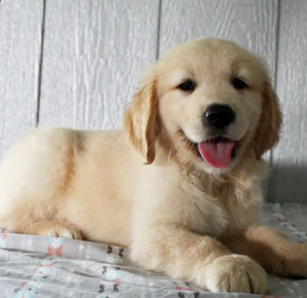 regalo golden retriver cuccioli disponibile per ladozione