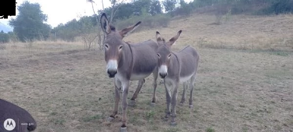 vendo asini di 1 anno | Foto 1