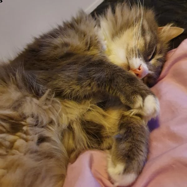 regalo gatti adulti 