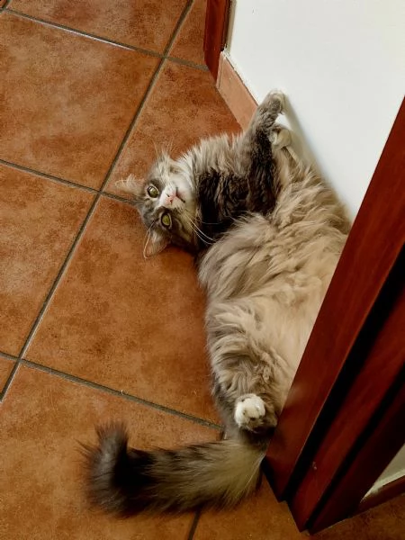 regalo gatti adulti  | Foto 2