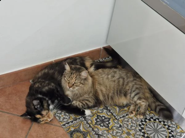 regalo gatti adulti  | Foto 1