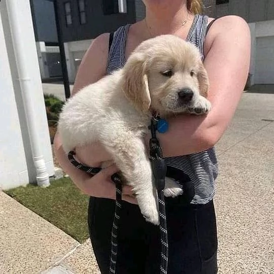 disponibili cuccioli di golden retriever maschi e femmine | Foto 2