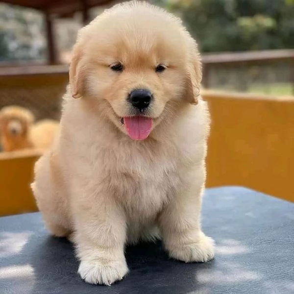 disponibili cuccioli di golden retriever maschi e femmine | Foto 0