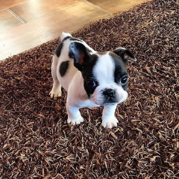  regalo boston terrier meravigliosi  