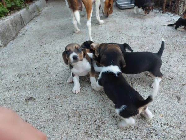 bellissimi beagle tricolore  | Foto 1