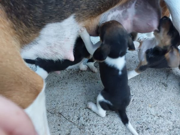 bellissimi beagle tricolore  | Foto 0