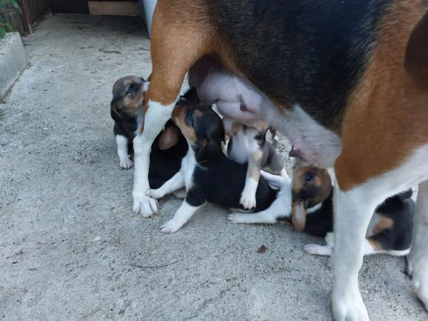 bellissimi beagle tricolore 