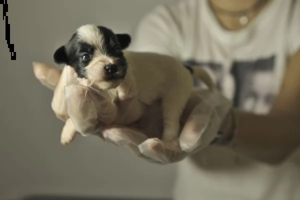 jack russell cuccioli | Foto 6
