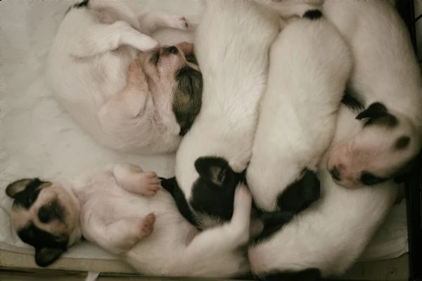 jack russell cuccioli