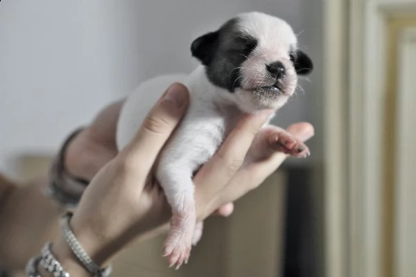 jack russell cuccioli | Foto 5