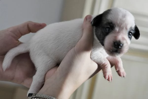 jack russell cuccioli | Foto 4