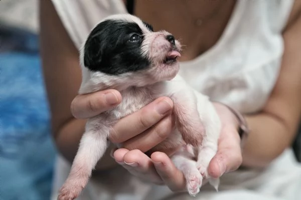 jack russell cuccioli | Foto 3