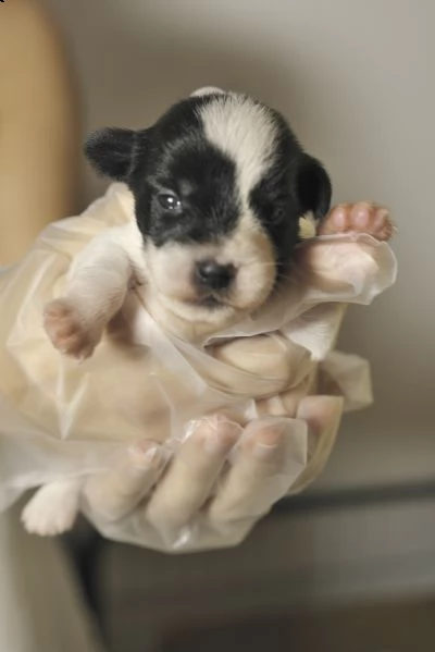 jack russell cuccioli | Foto 1