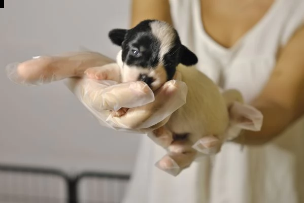 jack russell cuccioli | Foto 0