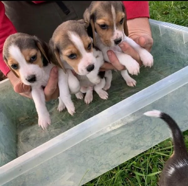 disponibili bellissimi cuccioli di beagle
