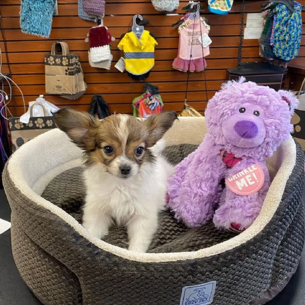  regalo papillon cuccioli meravigliosi  